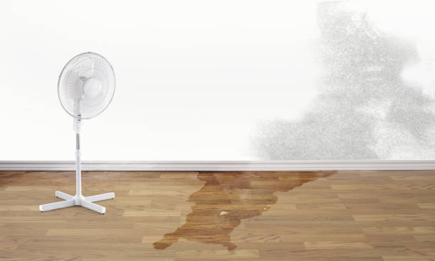 Best Water damage restoration experts  in Meridian, TX